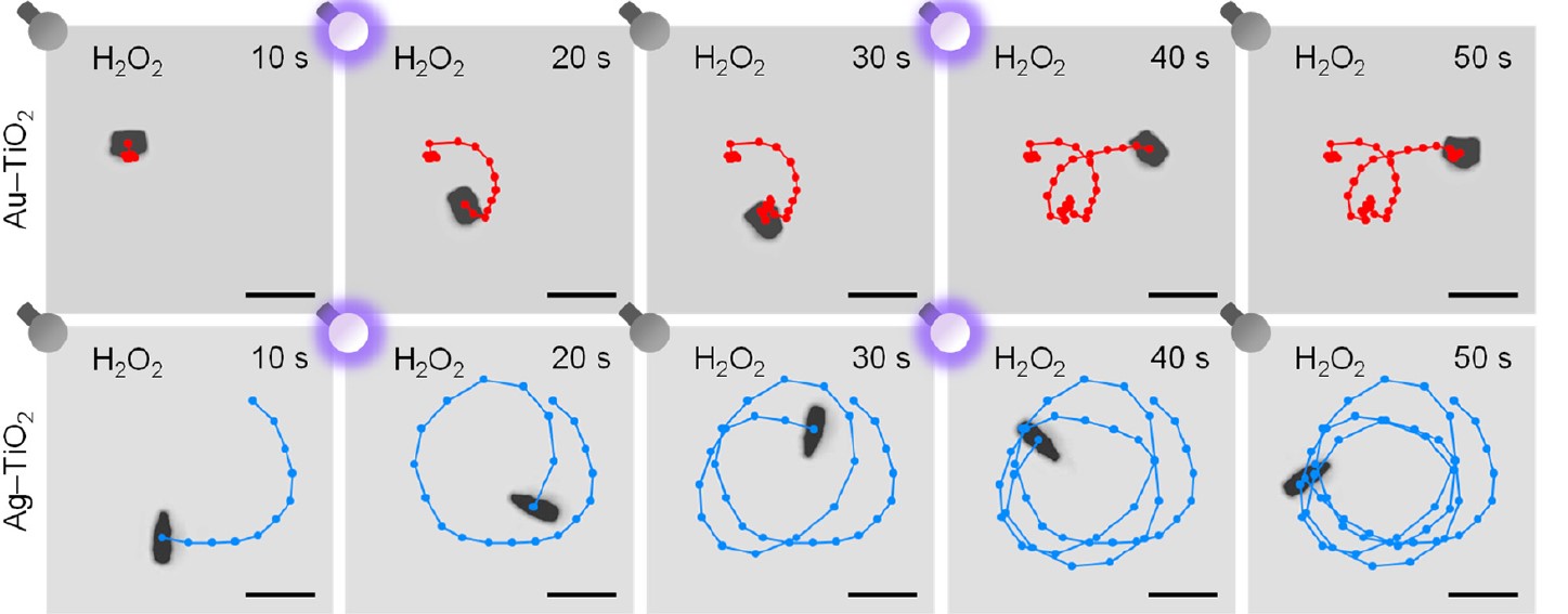 Immagini in time-lapse delle traiettorie di microrobot basati su Au-TiO2 e Ag-TiO2 accendendo e spegnendo la luce a intervalli di 10 s, ottenute al microscopio ottico. Le barre di scala corrispondono a 5 µm