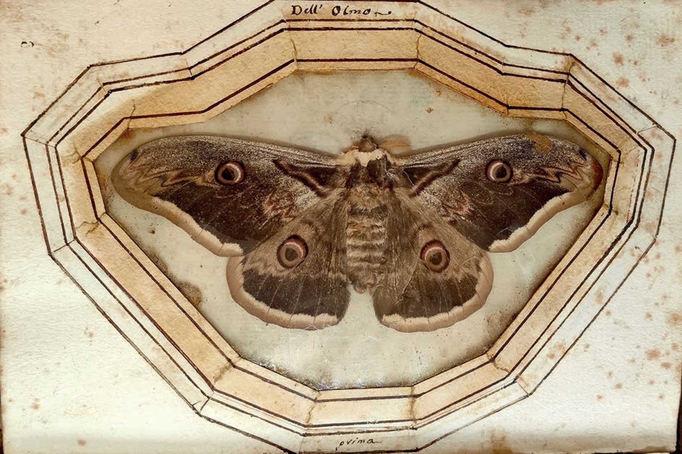 Saturnia pyri. Tomo II (Ms. 3330), carta 2r. Foto Marcello Romano su concessione della Biblioteca Casanatense, Roma, MiC