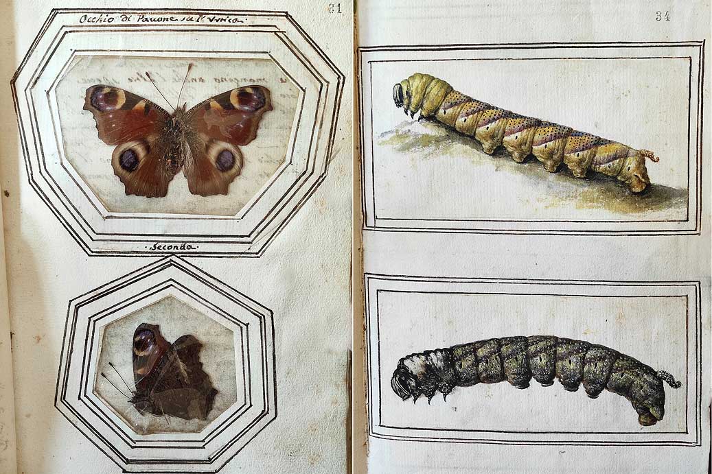 A sinistra Aglais io. Tomo I (Ms. 3329), carta 31r. A destra bruchi di Acherontia atropos. Tomo II (Ms. 3330), carta 34r. Foto Marcello Romano su concessione della Biblioteca Casanatense, Roma, MiC