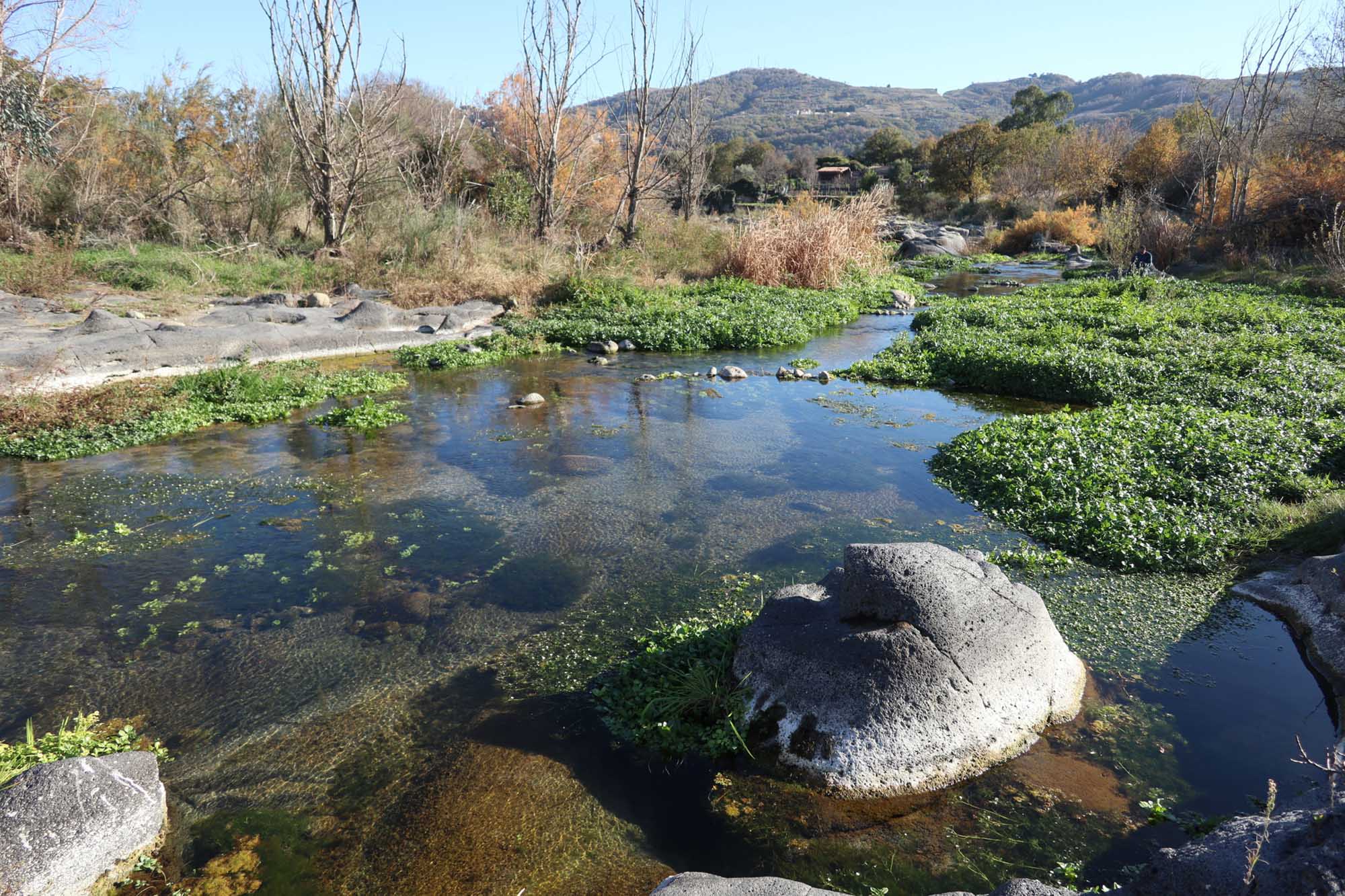 Vegetazione acquatica con Ranunculus tricophyllus, in contatto le comunità anfibie ad Apium nodiflorum