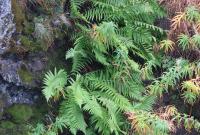  Grotta dei Lamponi-Etna nord, Dryopteris filix-mas 