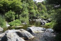 Vegetazione boschiva ripariale del Fiume Alcantara